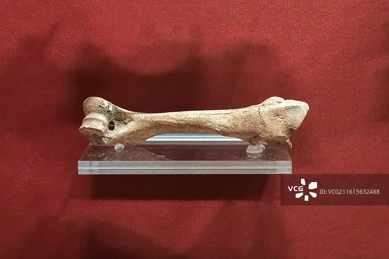 猪肢骨 商代 河南偃师商城遗址 中国考古博物馆（中国历史研究院）文明起源展厅图片素材