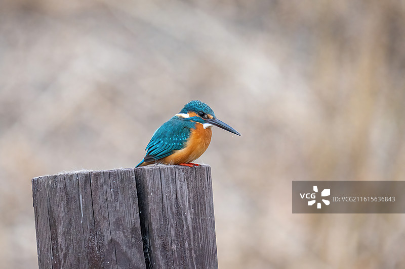站在树桩上的翠鸟图片素材