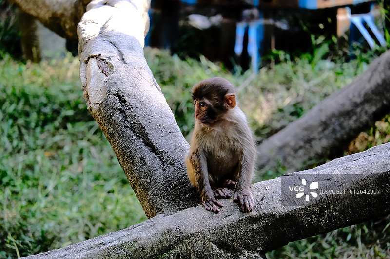 小猴子图片素材