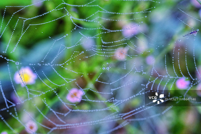 清晨沾满露珠的蜘蛛网。清新雨水珠滴风景背景图壁纸图片素材