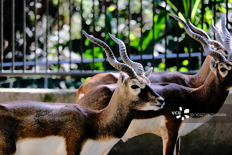 汤姆森瞪羚图片素材