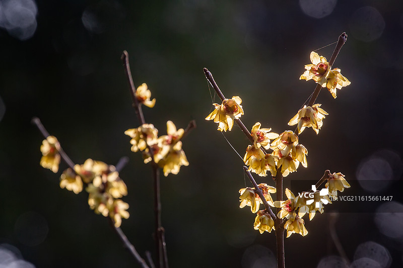 中国四川省绵阳市户外腊梅展览，自然，季节图片素材