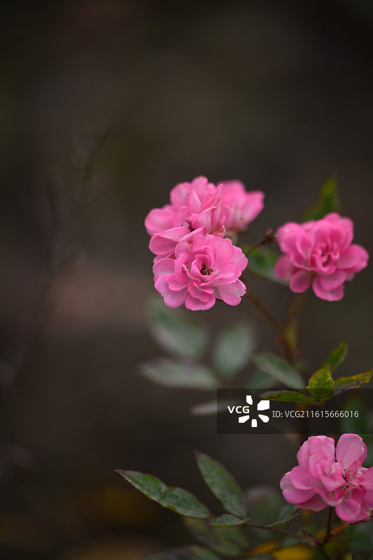 七姊妹，蔷薇图片素材