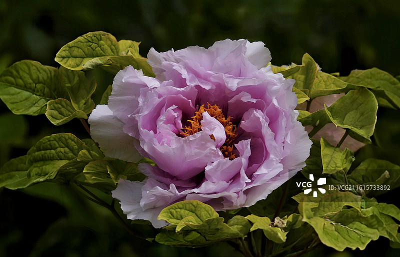 牡丹花雍容华贵，花瓣层叠如绮霞，色彩艳丽多姿，或艳红或素白，是富贵吉祥的象征，尽显国色天香之姿。图片素材