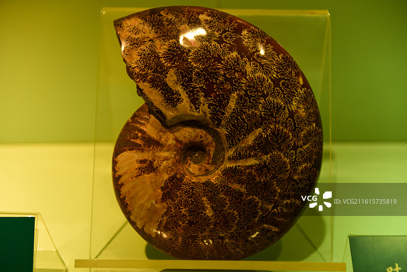 化石螺旋壳标本展示图片素材