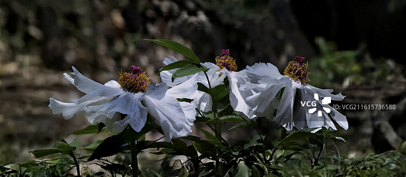 牡丹花雍容华贵，花瓣层叠如绮霞，色彩艳丽多姿，或艳红或素白，是富贵吉祥的象征，尽显国色天香之姿。图片素材