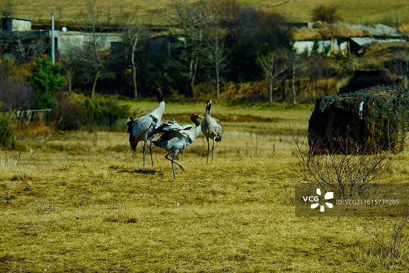 大山包黑颈鹤国家级自然保护区，中国云南省昭通市昭阳区大山包镇大海子越冬的黑颈鹤，大海子车路村风光，图片素材
