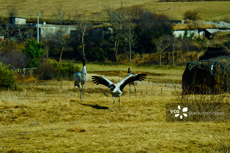 大山包黑颈鹤国家级自然保护区，中国云南省昭通市昭阳区大山包镇大海子越冬的黑颈鹤，大海子车路村风光，图片素材