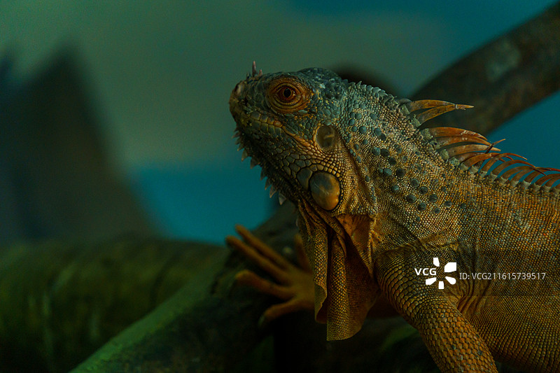 广州动物园的蜥蜴图片素材