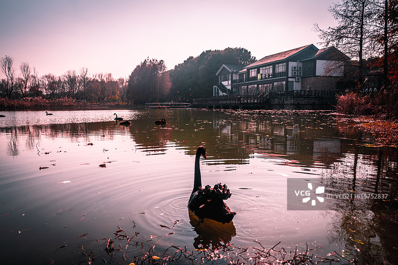 虎丘湿地公园天鹅和鸭子景观图片素材