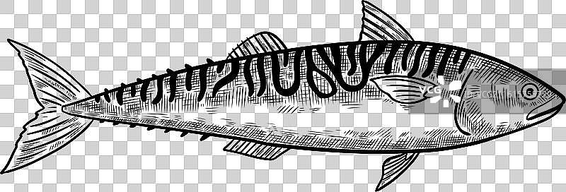 鲭鱼，孤立的黑色设计元素图片素材