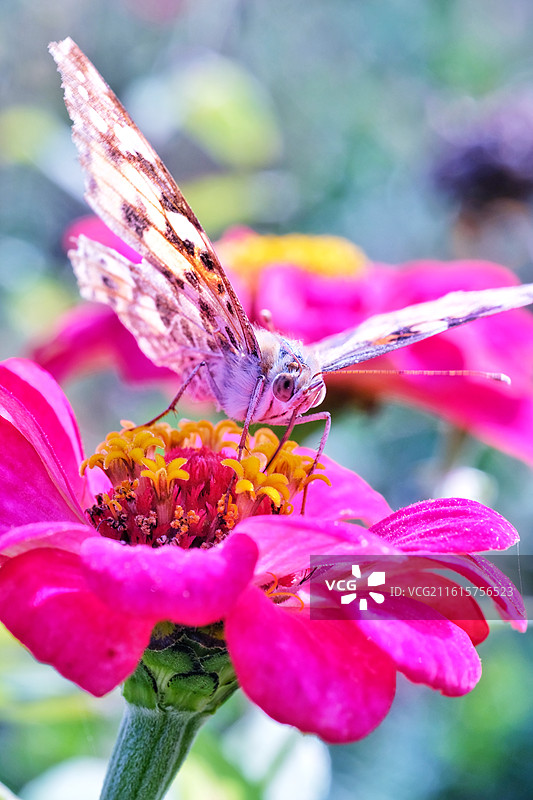 蝶恋花组图。阳光两只花蝴蝶油菜花清新风景背景图壁纸图片素材