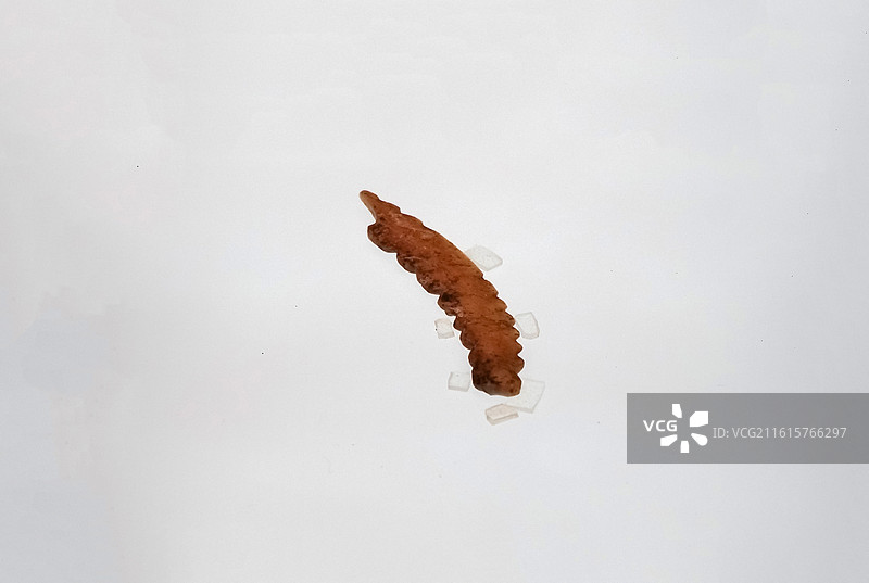 牙雕蚕 新石器时代 仰韶文化 河南巩义双槐树遗址 郑州市文物考古研究院藏 中国考古博物馆文明起源展厅图片素材