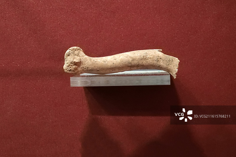 绵羊肢骨 新石器时代 陶寺文化 山西襄汾陶寺遗址 中国考古博物馆（中国历史研究院）文明起源展厅图片素材