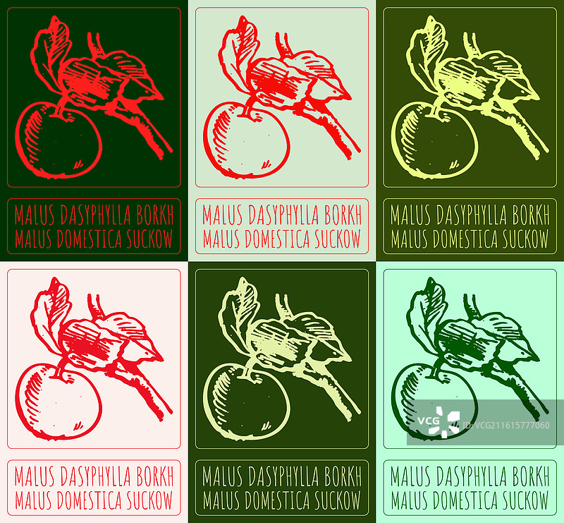 一组不同形态的亚洲海棠（Malus dasyphylla borkh.）的绘画图片素材