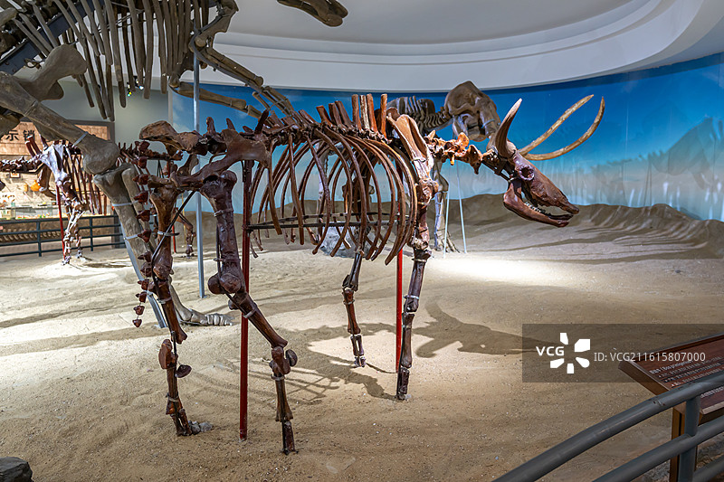 野牛化石  鹤岗博物馆图片素材