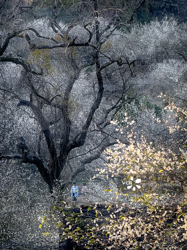 暗香浮动-福建永泰青梅花，拍摄于文埕湾图片素材