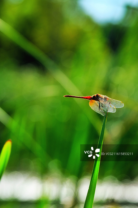 芦苇蜻蜓豆娘狗尾巴草。红蜻蜓光影清新风景背景图壁纸图片素材