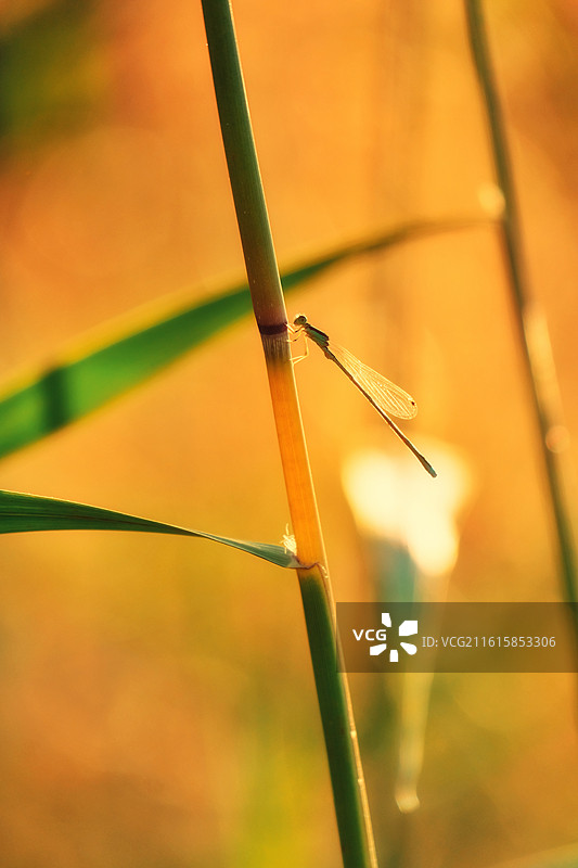 芦苇蜻蜓豆娘狗尾巴草。红蜻蜓光影清新风景背景图壁纸图片素材