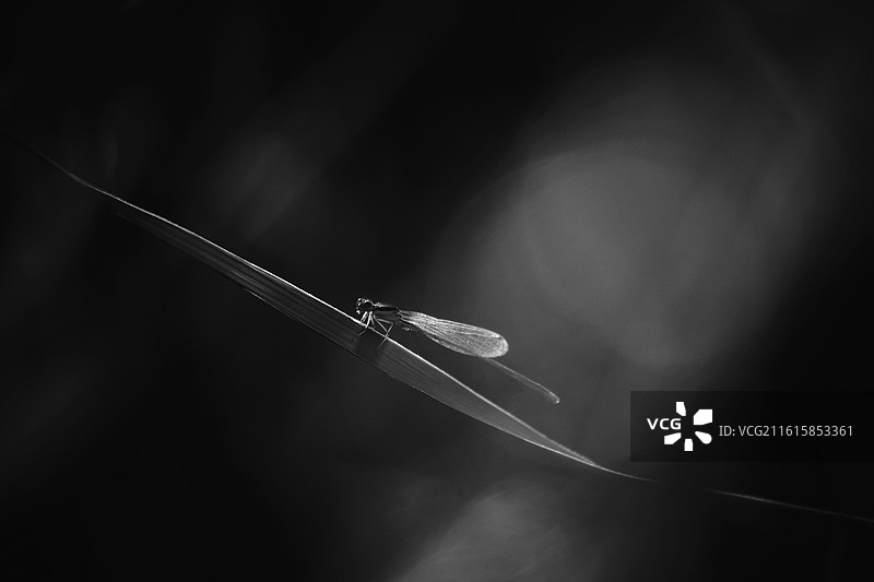 芦苇蜻蜓豆娘狗尾巴草。红蜻蜓光影清新风景背景图壁纸图片素材