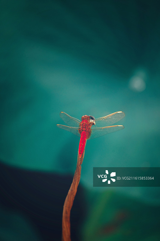 芦苇蜻蜓豆娘狗尾巴草。红蜻蜓光影清新风景背景图壁纸图片素材