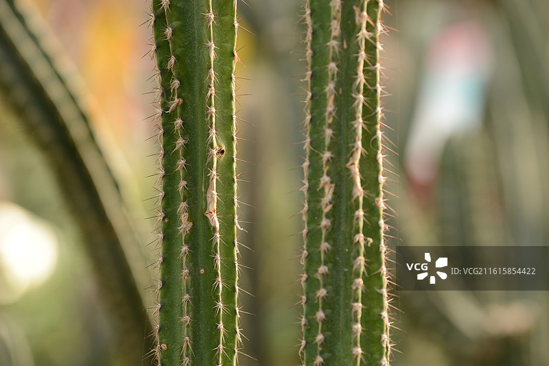 仙人掌图片素材