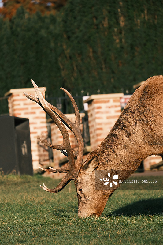 Nottingham 诺丁汉鹿园图片素材
