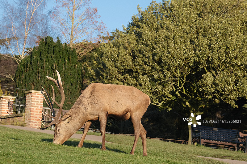 Nottingham 诺丁汉鹿园图片素材