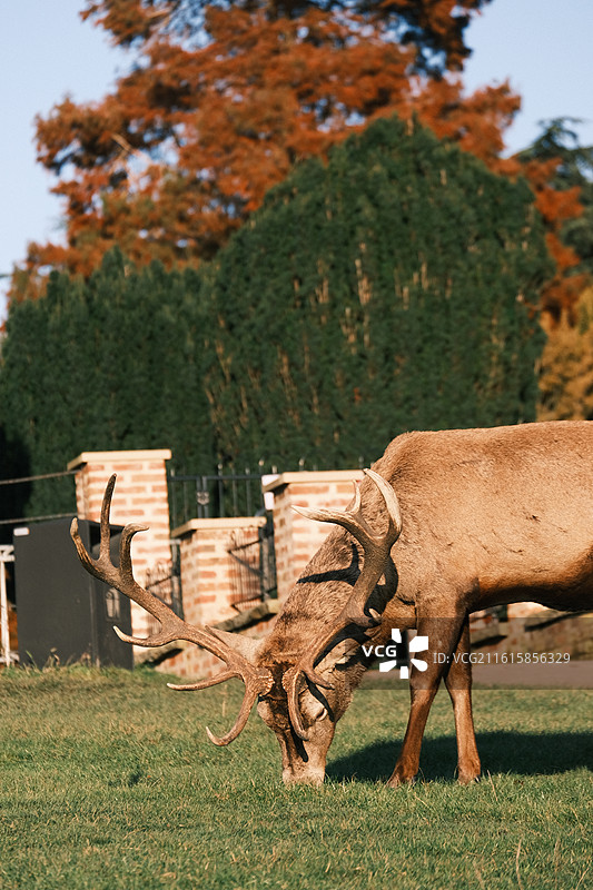 Nottingham 诺丁汉鹿园图片素材