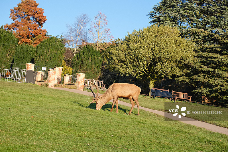 Nottingham 诺丁汉鹿园图片素材