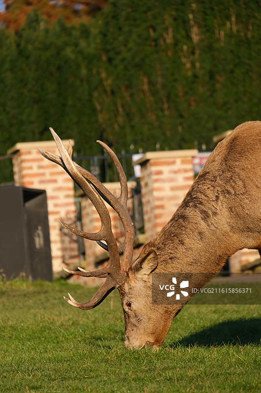 Nottingham 诺丁汉鹿园图片素材