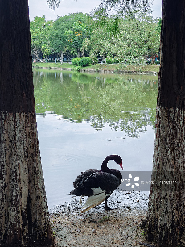 大夫山公园天鹅图片素材