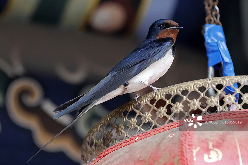 站在灯笼上的小燕子图片素材