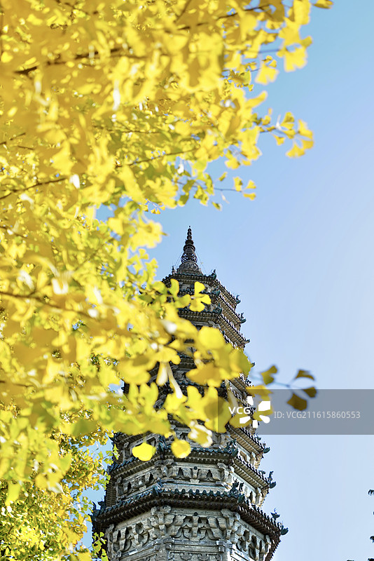 河北石家庄正定古城临济寺金黄的银杏树与澄灵塔金秋风光图片素材