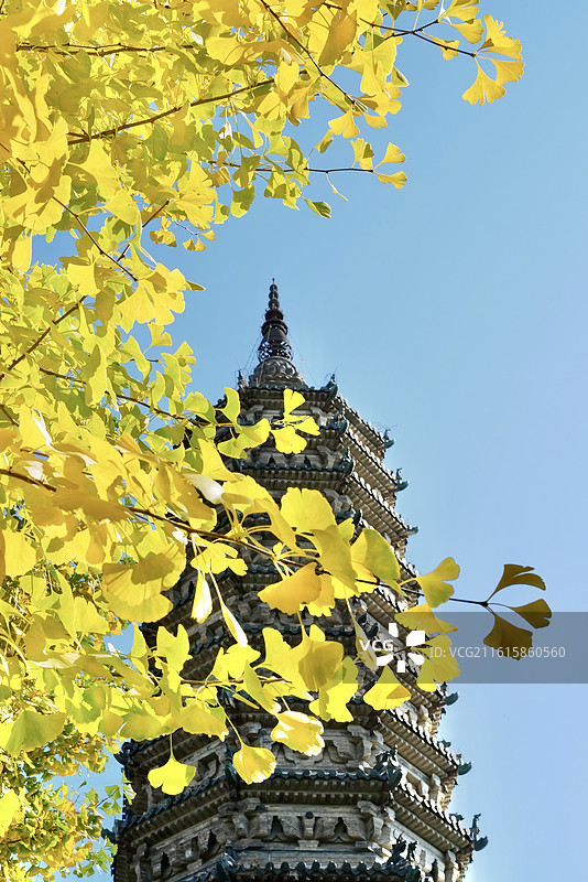 河北石家庄正定古城临济寺金黄的银杏树与澄灵塔金秋风光图片素材