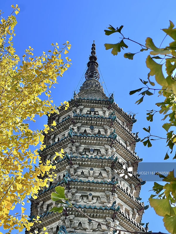 河北石家庄正定古城临济寺金黄的银杏树与澄灵塔金秋风光图片素材