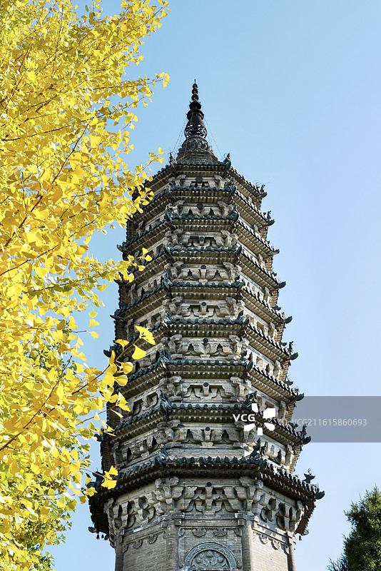 河北石家庄正定古城临济寺金黄的银杏树与澄灵塔金秋风光图片素材