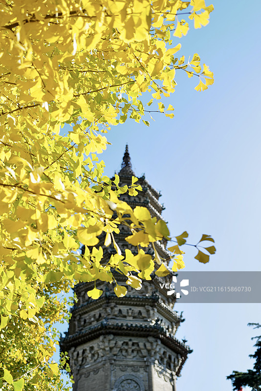 河北石家庄正定古城临济寺金黄的银杏树与澄灵塔金秋风光图片素材