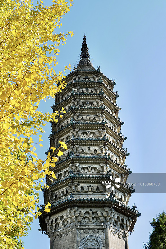 河北石家庄正定古城临济寺金黄的银杏树与澄灵塔金秋风光图片素材