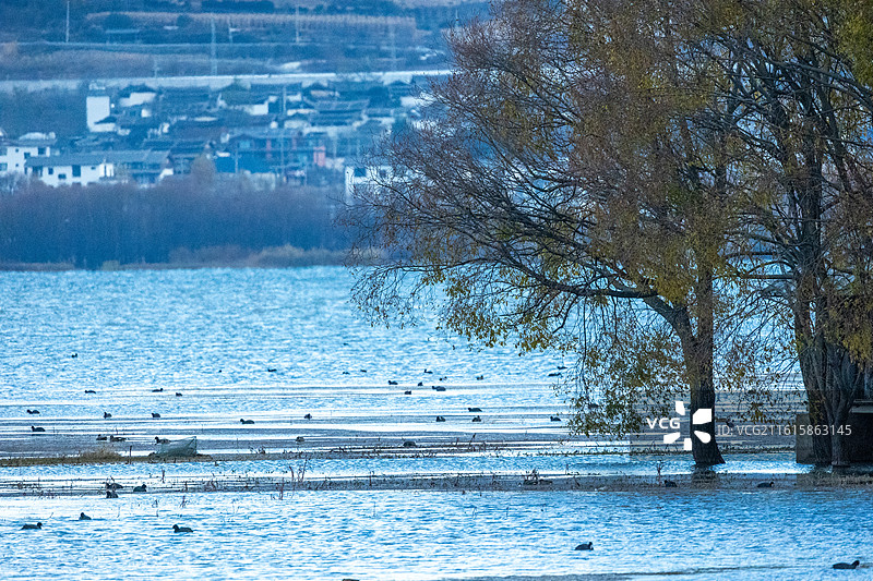 湿地公园众多鸟类栖息场景图片素材