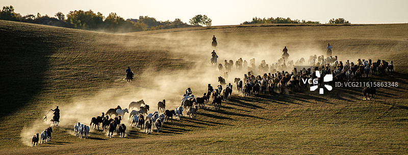 草原牧民放马，万马奔腾，晚霞暮归图片素材