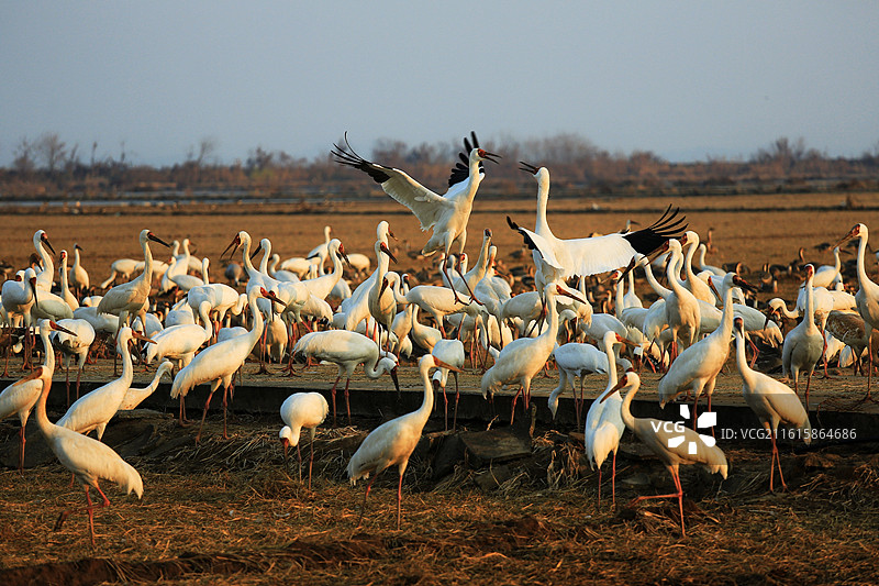 鹤舞黄昏图片素材