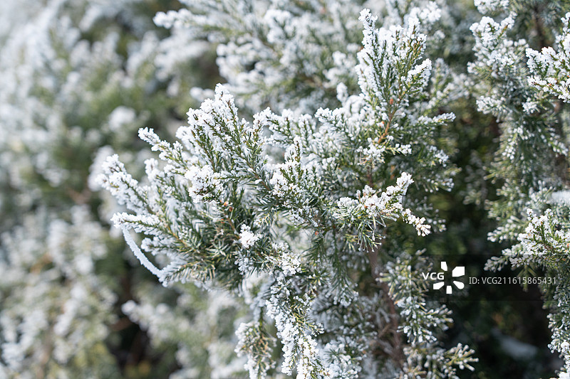 冬天松枝上的白霜积雪图片素材
