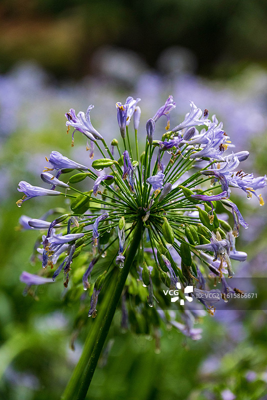 雨中的百子莲图片素材