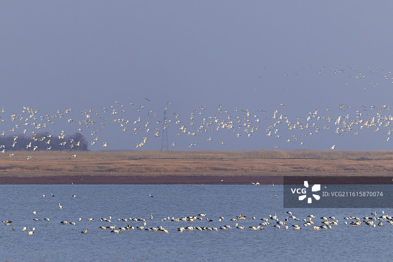 鄱阳湖漫天飞舞的白琵鹭和埋头苦干的东方白鹳图片素材