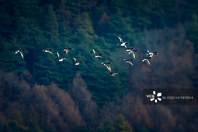 掠过山林的凤头潜鸭图片素材