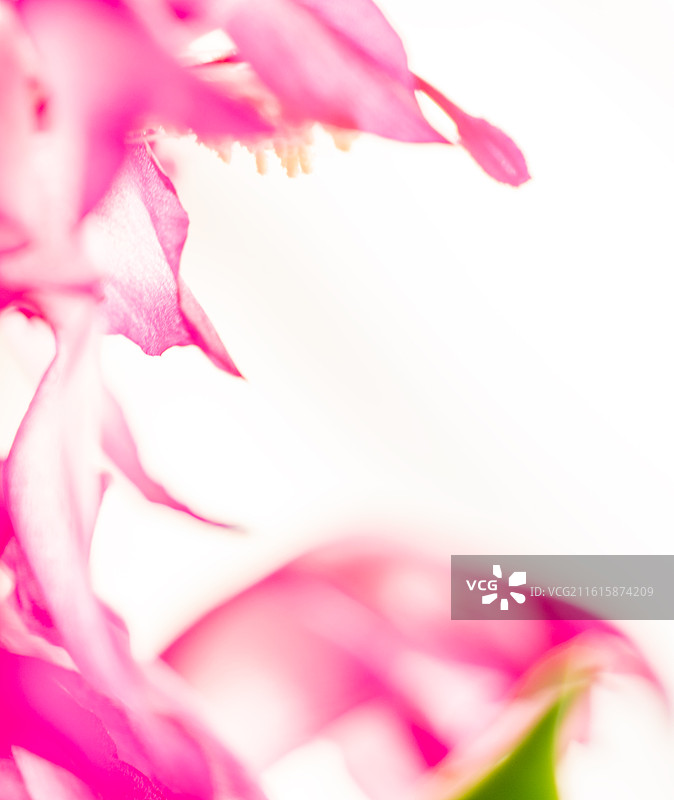 Schlumbergera flower蟹爪兰9图片素材