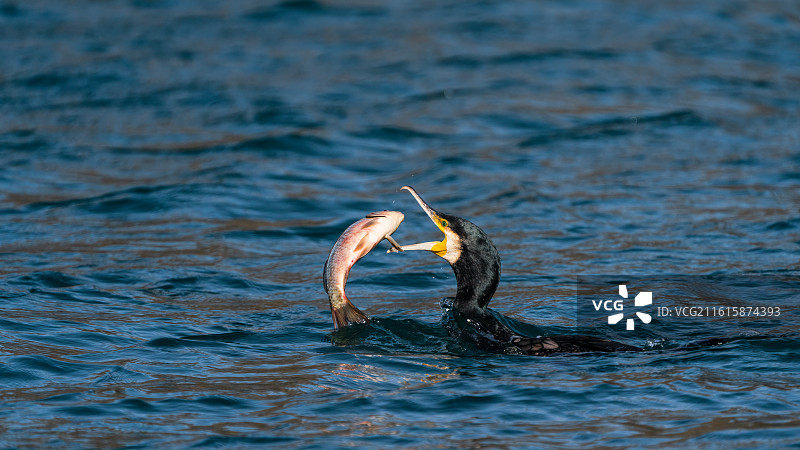 衔食一刻图片素材