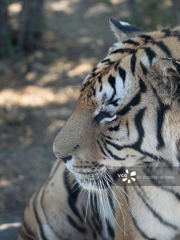 东北虎林园老虎图片图片素材