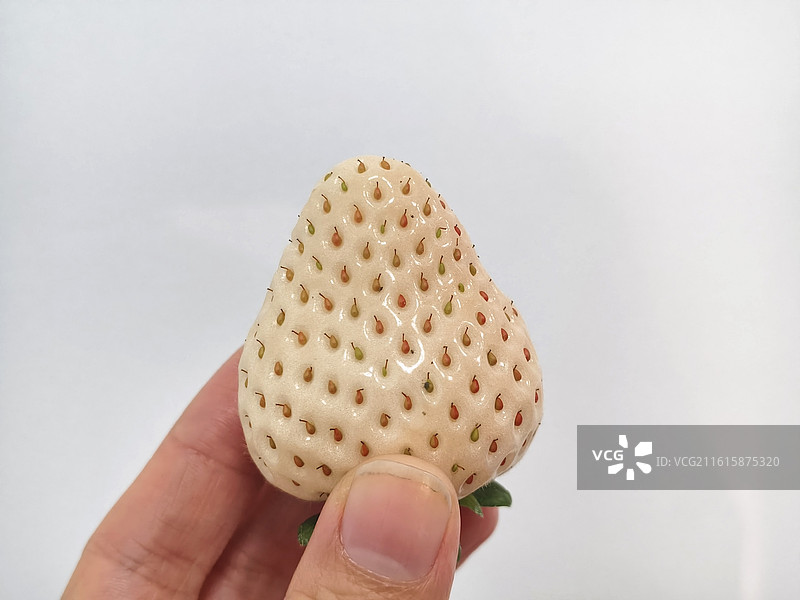手拿着一颗成熟的白色草莓（建德白露）图片素材